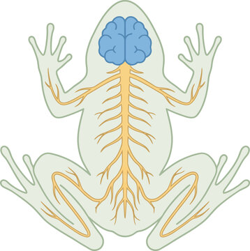 Detailed diagram of the nervous system of a frog