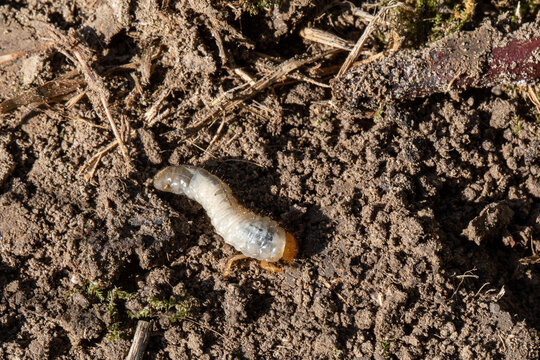 White grub beetle larvae crawling on garden soil