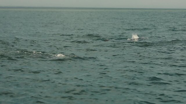 Playful wild dolphins swimming in the open ocean