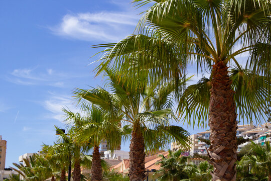 Palm Trees Against Blue Summer Sky Spain Europe tropical mediterranean editorial background hot sunny sunshine content article travel palms leaves plants nature organic bright sun Spanish photo exotic