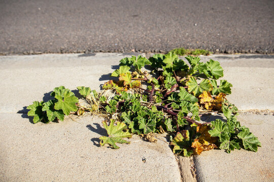 Cheeseweed or common little Mallow genus Malva Neglecta with lushly green nearly circular or heart-shaped hairy  leaves flourishing in Arizona desert climate