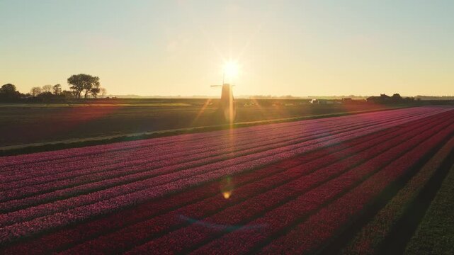 Aerial view of vibrant pink and red tulip fields stretching towards a traditional windmill under a bright sunrise in Schermerhorn, North Holland, Netherlands.