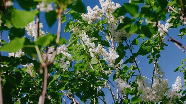 Majestic White Blossoms of a Horse Chestnut Tree in Full Bloom