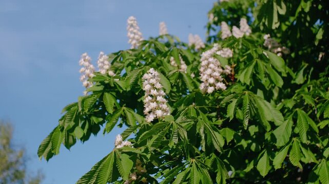 Majestic White Blossoms of a Horse Chestnut Tree in Full Bloom