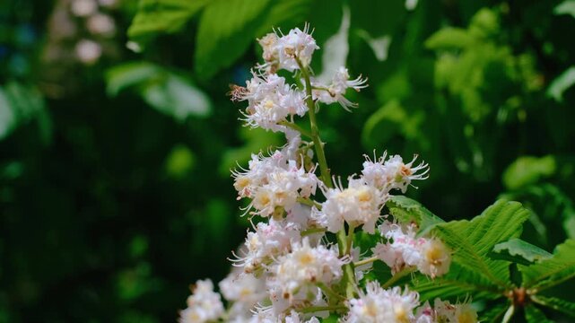 Majestic White Blossoms of a Horse Chestnut Tree in Full Bloom