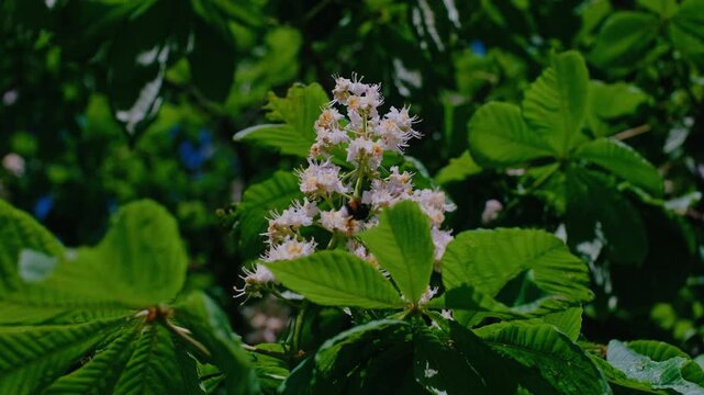 Majestic White Blossoms of a Horse Chestnut Tree in Full Bloom