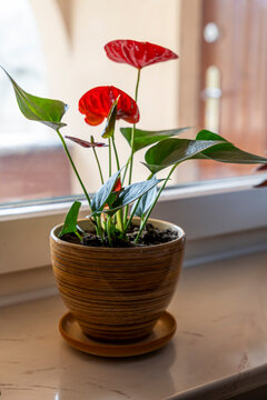 Vibrant red anthurium plant with green leaves in a textured pot, adding a touch of natural beauty and color to indoor decor, ideal for home and office settings.