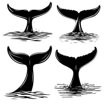 Whale tail silhouette, Set of four black whale tail silhouettes emerging from ocean water
