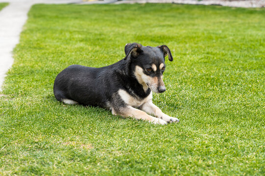 A small black and tan dog lying calmly on lush green grass in a serene outdoor setting, representing companionship and pet ownership in a peaceful environment.