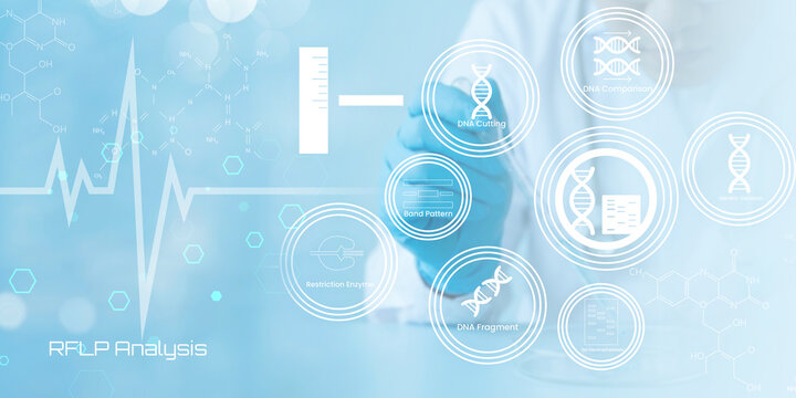 Modern scientific illustration depicting RFLP analysis process with DNA sequencing and genetic testing elements