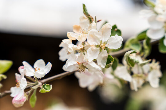 Beautiful apple blossom flowers in springtime, showcasing delicate petals and vibrant greenery, ideal for nature-themed projects and floral designs.