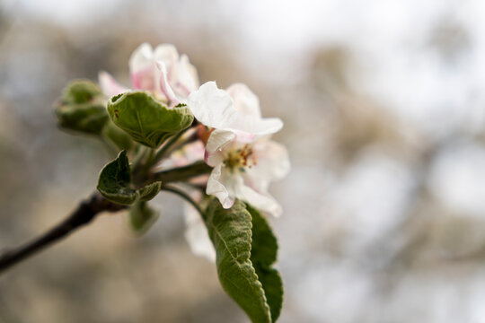 Delicate apple blossom with white and pink petals against a blurred natural background, symbolizing spring and renewal in a floral composition.