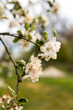 Single apple blossom flower blooming on branch, showcasing delicate petals and vibrant green leaves, symbolizing springtime and natural beauty.