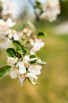 Close-up view of delicate white apple blossoms on a branch, showcasing the beauty of springtime and nature's renewal