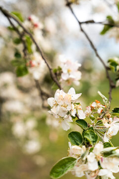 Beautiful apple tree blossoms with delicate white petals and fresh green leaves, symbolizing springtime renewal and nature's beauty in a blooming garden.