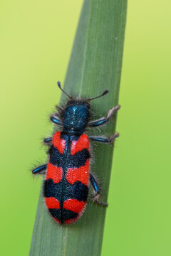 Trichodes alvearius on a green leaf