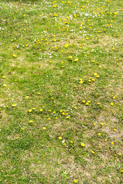 Lush green grass sprinkled with vibrant yellow dandelions and delicate white daisies, creating a cheerful springtime scene, perfect for nature-themed projects and gardening promotions.