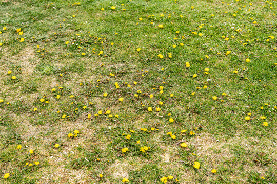 Vibrant green grass covered with scattered yellow dandelions, creating a lively and natural landscape ideal for spring themes and environmental awareness.