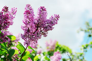 Obraz premium Blooming Lilac Flowers (Syringa vulgaris), spring garden plant, floral nature background