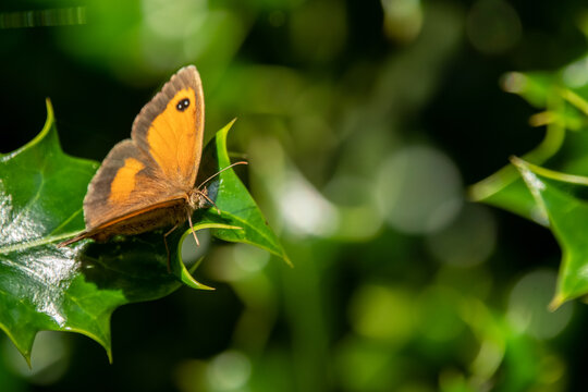 The butterflies shown are Gatekeepers (Pyronia tithonus), also known as Hedge Browns.Distinctive Marking: A key identifier is the large black eyespot on the forewing, which often contains two small wh