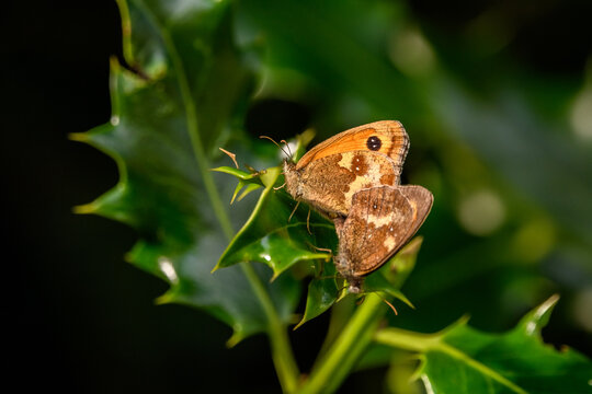 The butterflies shown are Gatekeepers (Pyronia tithonus), also known as Hedge Browns.Distinctive Marking: A key identifier is the large black eyespot on the forewing, which often contains two small wh
