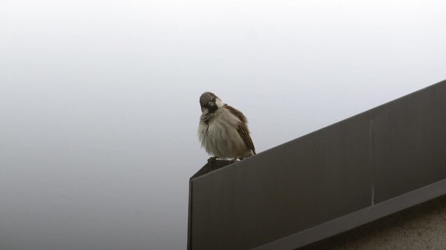 House sparrow perched on a roof edge shaking its body and ruffling feathers, 4K slow motion