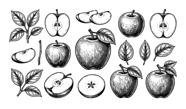 Botanical apple line art set vintage fruit vector illustration isolated on white background