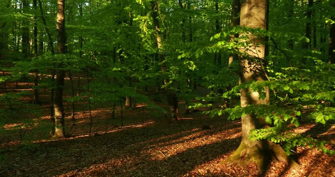 Sunlit Beech Forest Panorama in Wkrzańska Forest Poland - Warm evening sunlight filtering through green beech trees in Wkrzańska Forest near Szczecin, Poland.