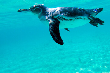 Obraz premium Galapagos penguin swimming underwater. Galagapos, Ecuador
