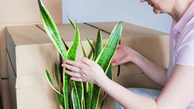 Middle aged woman placing green houseplant beside moving boxes after relocation to new apartment. Settling into new home, fresh beginning, unpacking and cozy lifestyle transition concept.