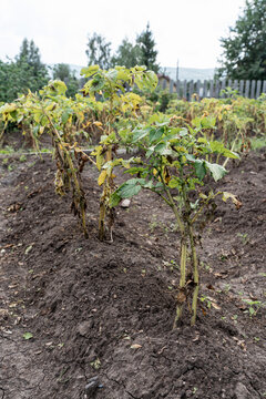 Potato plant leaves displaying signs of blight or disease, with yellowing dark spots affecting agricultural crop. Crop infections, farming