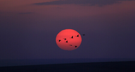 Naklejka premium Minimal Red Sun Over Horizon at Dusk