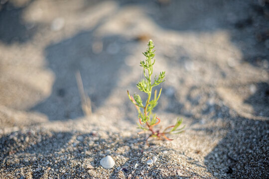 Salsola kali, a typical sand-dune plant on a coastal beach, macro shot with selective focus