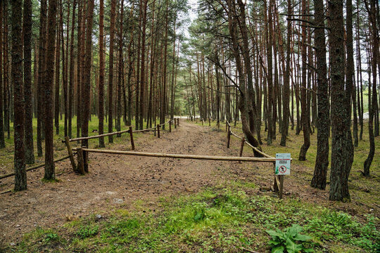 Wooden barrier and no entry sign on a forest road in the Curonian Spit National Park