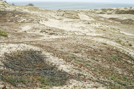 Protective brushwood fascines for sand dune stabilization and erosion control in the Curonian Spit National Park, representing sustainable ecosystem management and coastal resilience strategies