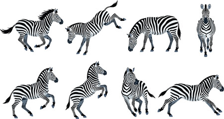 Zebra Cartoon Character Collection Featuring Running, Jumping, Grazing, and Standing Wild Safari Animals for Wildlife Illustration and Nature Design Projects © Nasima