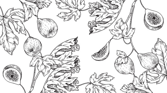 Artistic ink sketch illustration of ripe figs and detailed leaves on a white background