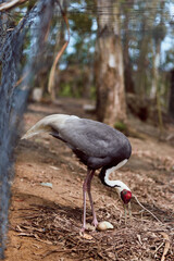 Obraz premium Crane bird near eggs in nest on ground by fence, adult bird tending two eggs in natural forest habitat with leaf litter and trees, wildlife behavior and nesting scene