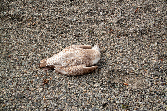 Verendeter Vogel auf kiesigem Untergrund