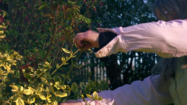 Woman pruning bush in dappled light sunlit garden 