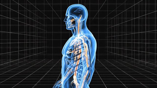 Detailed digital visualization of human skeletal and nervous system in multiple views focusing on anatomy analysis