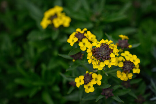 Beautiful yellow flowers on a wallflower plant.