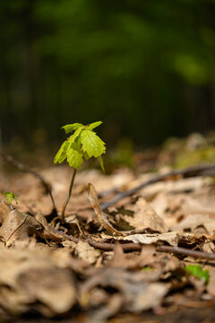 Young oak sapling in a spring forest growing in dry leaves.
