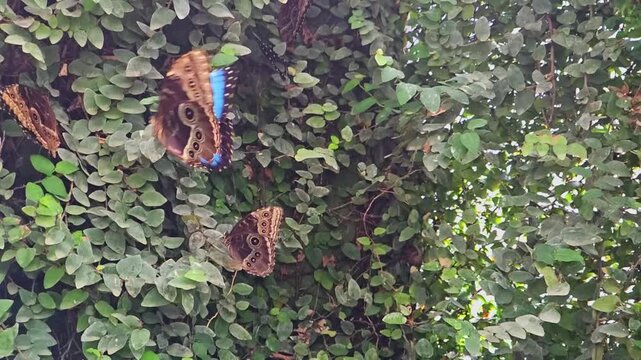 Butterflies blue morpho move among the leaves in a garden. slow motion
