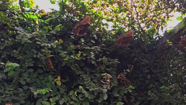 Butterflies blue morpho rest on garden leaves. slow motion