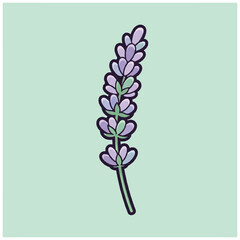 Lavender Flower Purple Blooming Plant. © john