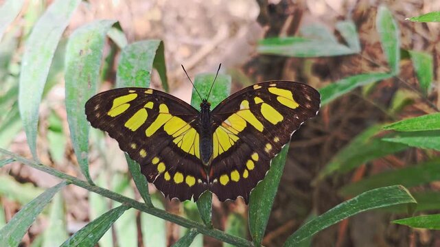 A butterfly malachite sits on green plants in the forest