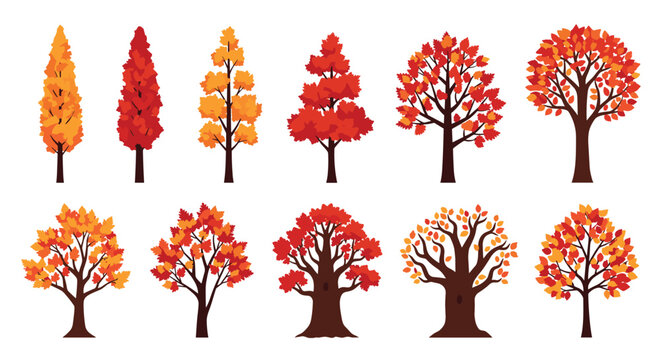 Set of diverse deciduous and coniferous trees in vibrant autumn colors ranging from yellow and orange to deep red on a white background.