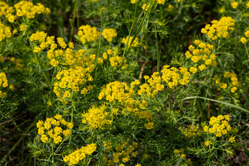 Fototapeta premium Invasive Cypress Spurge Plant in Field. Close Up of Euphorbia Cyparissias, a Toxic and Poisonous Weed