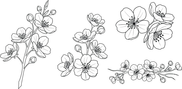 Assortment of stylized cherry blossom sprigs with hand drawn botanical illustration delicate collection decoration